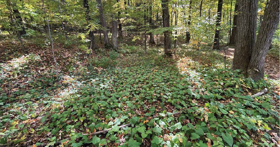 patch of rare Leatherwood at Hawthorne Valley