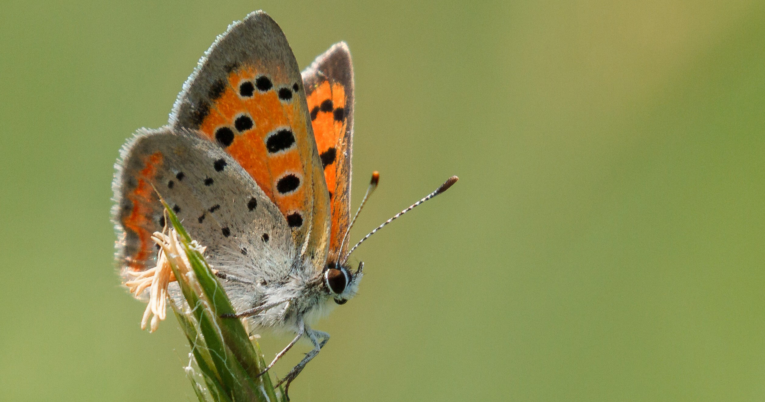 American Copper Butterfly spotted in Columbia County NY. Photo by Hawthorne Valley Farmscape Ecology Program.
